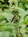 Ailanthus Webworm Moth.