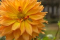 Ailanthus Webworm Moth on Orange Dahlia