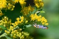 Ailanthus Webworm Moth Perched on Flowering Goldenrod