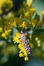 Ailanthus Webworm Moth Perched on Flowering Goldenrod