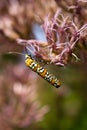 Ailanthus Webworm on Pink Royalty Free Stock Photo