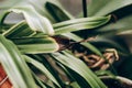 ailment on dry leaves of chlorophytum close-up.