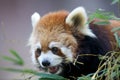 Ailurus fulgens Royalty Free Stock Photo