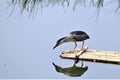 Aiming at fish, a night heron is ready to jump into the water to get fish.