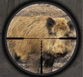 Aiming wild boar with cross-hair