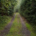 Aimless beaten track through the dark forest Royalty Free Stock Photo