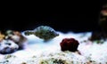 Aiptasia Eating Filefish -  Acreichthys tomentosus Royalty Free Stock Photo
