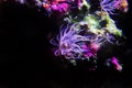 Aiptasia sea glass anemones are pests in reef aquariums