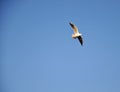 A lone seagull flying in the blue sky. Royalty Free Stock Photo