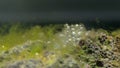 Air bubble from green algae attach on stone in fresh water aquarium tank with clear water Royalty Free Stock Photo