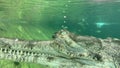 air bubbles coming though eye of male Indian Gharial inside water