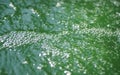 Air bubbles in green water with algae bloom