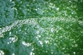 Air bubbles in green water with algae bloom