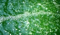 Air bubbles in green water with algae bloom