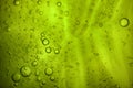 Air bubbles in subtle green liquid gel. Background. Royalty Free Stock Photo