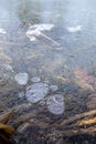 Air bubbles under a thin ice on a forest lake Royalty Free Stock Photo