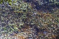 Air bubbles in the water of lake, natural abstract, nature background Royalty Free Stock Photo