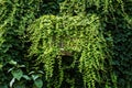 Air conditioner heat pump external unit covered in creeping plant