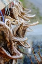 Air dried fish. Traditional way of drying fish in Norway, Drying in the sun hanging on wooden racks. Closeup of Royalty Free Stock Photo