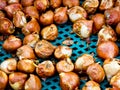 Air dried garlic Royalty Free Stock Photo