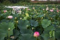 Air drone surveillance camera and lotus Royalty Free Stock Photo