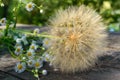 Air dry flower in the form of umbrellas (similar to dandelion) and field daisies on a wooden table Royalty Free Stock Photo