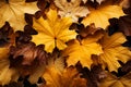 The air is filled with swirling yellow and red maple leaves of autumn