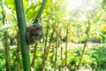 Air layering a bamboo branch in an organic garden. Air layering bamboo plant propagation. Organic agriculture farm. Bamboo Royalty Free Stock Photo