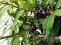 Air Layering Fruit Trees in mango tree