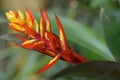 Air-Plant Aechmea tessmannii, yellow-red inflorescence