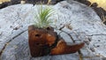 Air Plant Handcrafted Wooden Burl Display