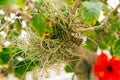 Air plant on hibiscus tree Royalty Free Stock Photo