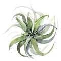 Air-plant illustration on white background. Watercolor tillandsia