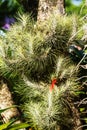 Air plant with red flower, Tillandsia funckiana, on tree