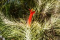 Air plant with red flower, Tillandsia funckiana, on tree