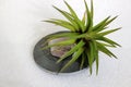 Air Plant Royalty Free Stock Photo