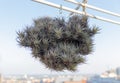 Air plant tillandsia capitata cluster hanging outdoors