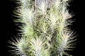 Air plant, Tillandsia funckiana, on black background