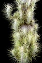 Air plant, Tillandsia funckiana, on black background