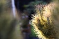 Air plant Tillandsia funckiana outdoors in the garden,selective focus