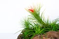 Air plant - Tillandsia funckiana with red color flower