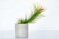 Air plant - Tillandsia funckiana with red color flower