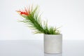 Air plant - Tillandsia funckiana with red color flower