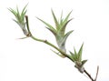 Air plant, Tillandsia ionantha are low-maintenance plants that require no soil