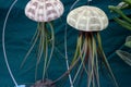 Air Plant Tillandsia and sea urchin combination jellyfish decoration