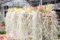 Air plant. Tillandsia