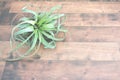 Air plant Tillandsia