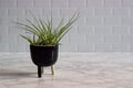 Air plants in ceramic pot, marble counter, white subway tile