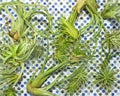 Air Plants Drying On A Towel Royalty Free Stock Photo