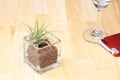 Air plants in a glass vase on the floor Royalty Free Stock Photo